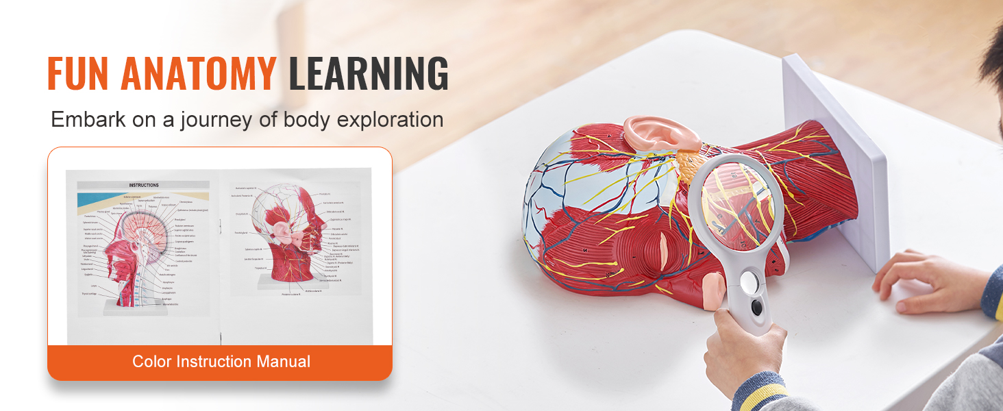 jautra anatomijas mācīšanās ar VEVOR anatomisko galvas modeli, palielināmo stiklu un krāsainu lietošanas instrukciju.