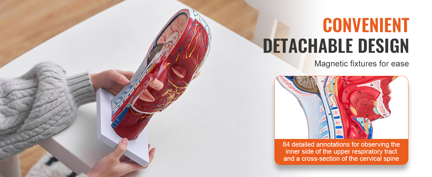 persona, kas tur rokās VEVOR anatomisko galvas modeli ar noņemamu dizainu un detalizētām anotācijām.
