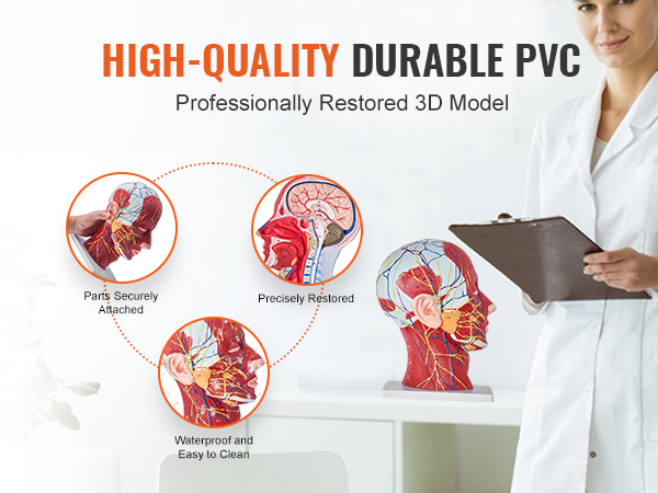 augstas kvalitātes izturīgs pvc VEVOR anatomiskais galvas modelis ar droši piestiprinātām detaļām, precīzām detaļām un viegli tīrāmu virsmu.
