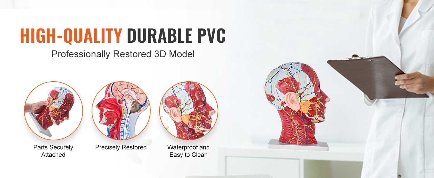 augstas kvalitātes izturīgs pvc VEVOR anatomiskais galvas modelis ar droši piestiprinātām detaļām, precīzām detaļām un viegli tīrāmu virsmu.