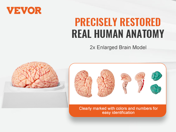 VEVOR human brain model showcasing 2x enlarged anatomy with color-coded and numbered sections.