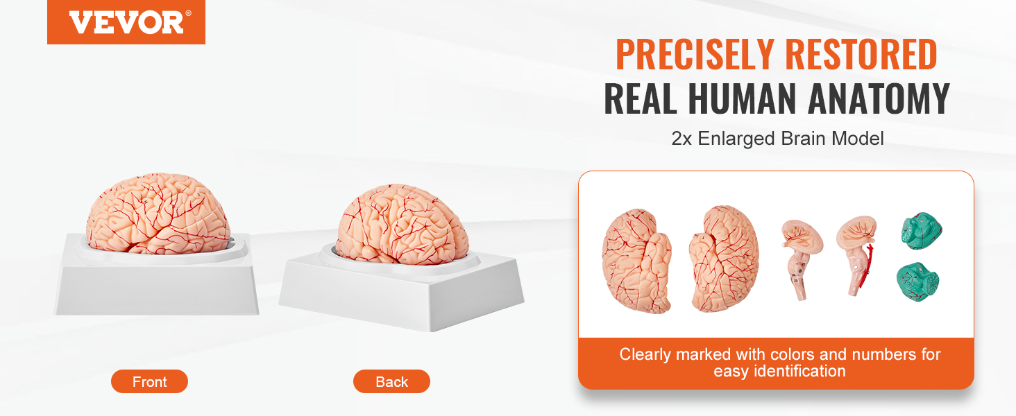 VEVOR human brain model showcasing 2x enlarged anatomy with color-coded and numbered sections.