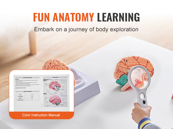 fun anatomy learning with VEVOR human brain model and color instruction manual for body exploration.