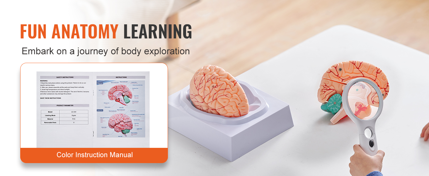 fun anatomy learning with VEVOR human brain model and color instruction manual for body exploration.