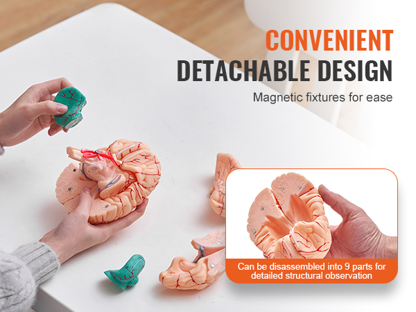 hands demonstrating VEVOR human brain model with detachable parts for easy study and observation.