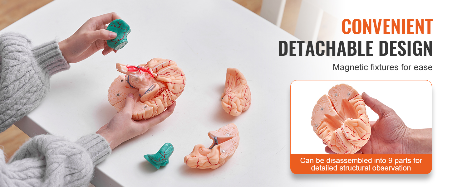 hands demonstrating VEVOR human brain model with detachable parts for easy study and observation.