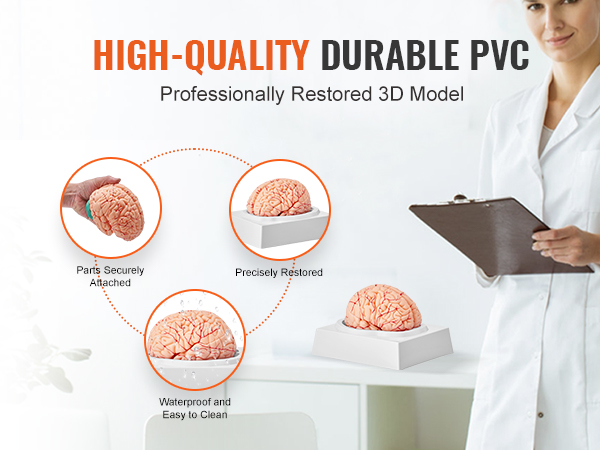 high-quality VEVOR human brain model in durable pvc, parts securely attached, precisely restored, waterproof.