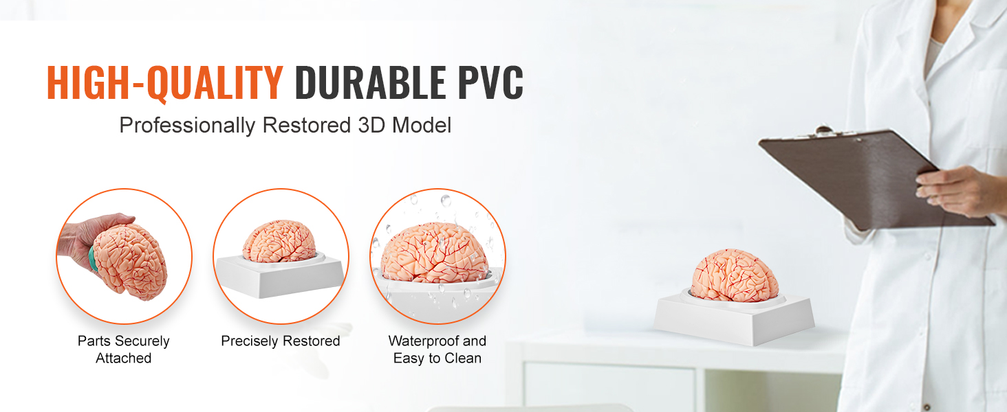 high-quality VEVOR human brain model in durable pvc, parts securely attached, precisely restored, waterproof.