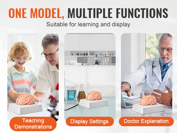 one model, multiple functions: VEVOR human brain model for teaching, display settings, doctor explanations.