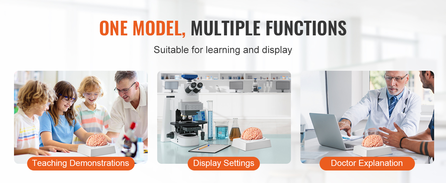 one model, multiple functions: VEVOR human brain model for teaching, display settings, doctor explanations.