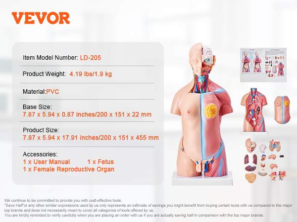 VEVOR human body model ld-205, pvc, 7.87 x 5.94 x 17.91 inches with detachable parts.