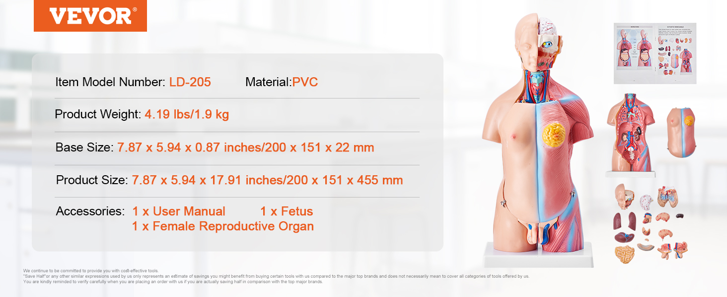 VEVOR human body model ld-205, pvc, 7.87 x 5.94 x 17.91 inches with detachable parts.
