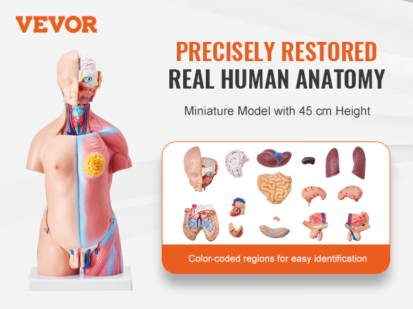 VEVOR human body model showcasing front and back views with removable, color-coded anatomical parts.