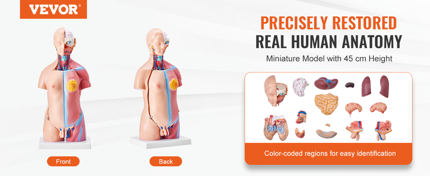VEVOR human body model showcasing front and back views with removable, color-coded anatomical parts.