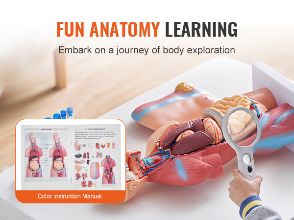 fun anatomy learning with VEVOR human body model, magnified view of organs, and instructional manual.