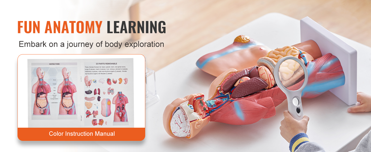 fun anatomy learning with VEVOR human body model, magnified view of organs, and instructional manual.