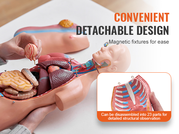 VEVOR human body model with detachable parts for detailed anatomical study using magnetic fixtures.