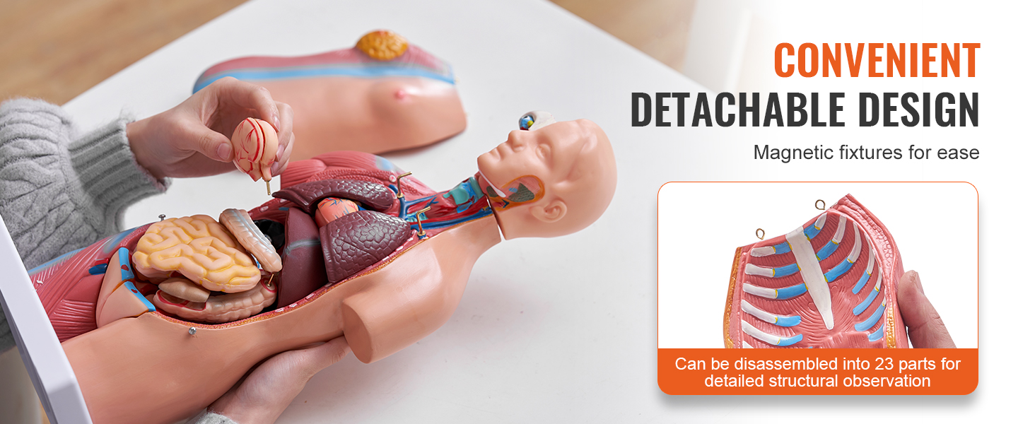 VEVOR human body model with detachable parts for detailed anatomical study using magnetic fixtures.