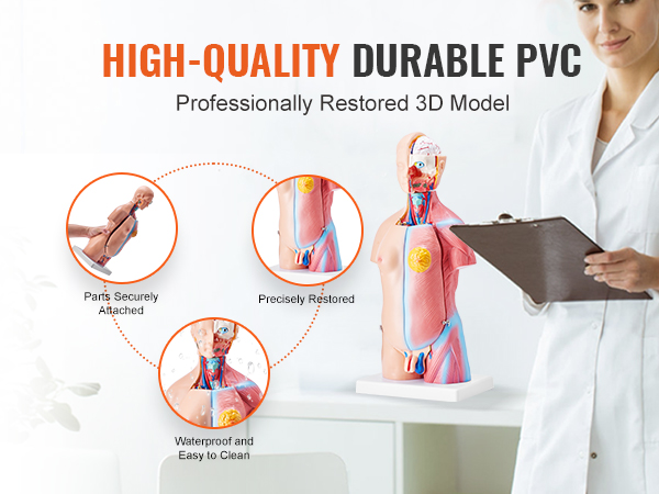 VEVOR human body model, high-quality durable pvc, precisely restored, waterproof, and easy to clean.