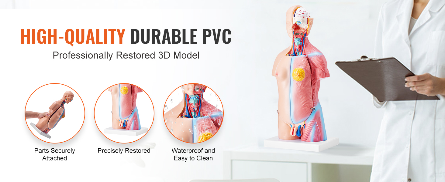 VEVOR human body model, high-quality durable pvc, precisely restored, waterproof, and easy to clean.