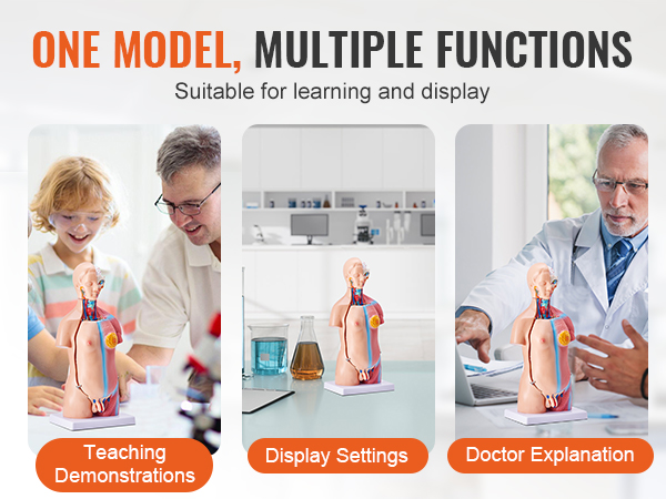 VEVOR human body model for teaching demonstrations, display settings, and doctor explanations.