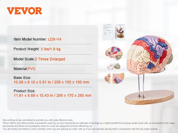 VEVOR cilvēka smadzeņu modelis uz koka statīva ar detalizētām sekcijām un anatomiskām uzlīmēm. modeļa numurs ldx-v4.