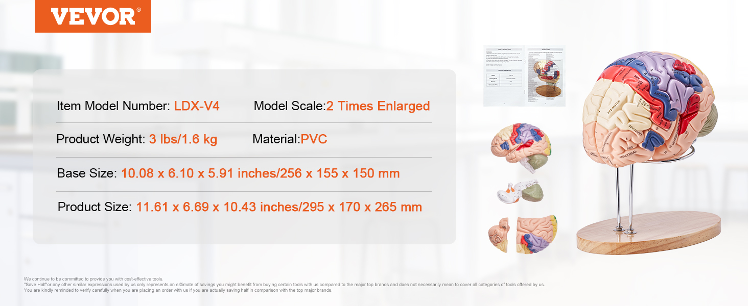 VEVOR cilvēka smadzeņu modelis uz koka statīva ar detalizētām sekcijām un anatomiskām uzlīmēm. modeļa numurs ldx-v4.