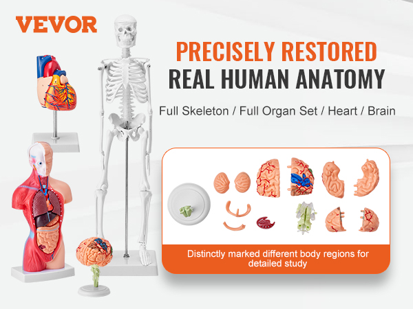VEVOR anatomijas modeļi, pilns skelets, orgānu komplekts, sirds, smadzeņu modeļi detalizētai cilvēka anatomijas izpētei.