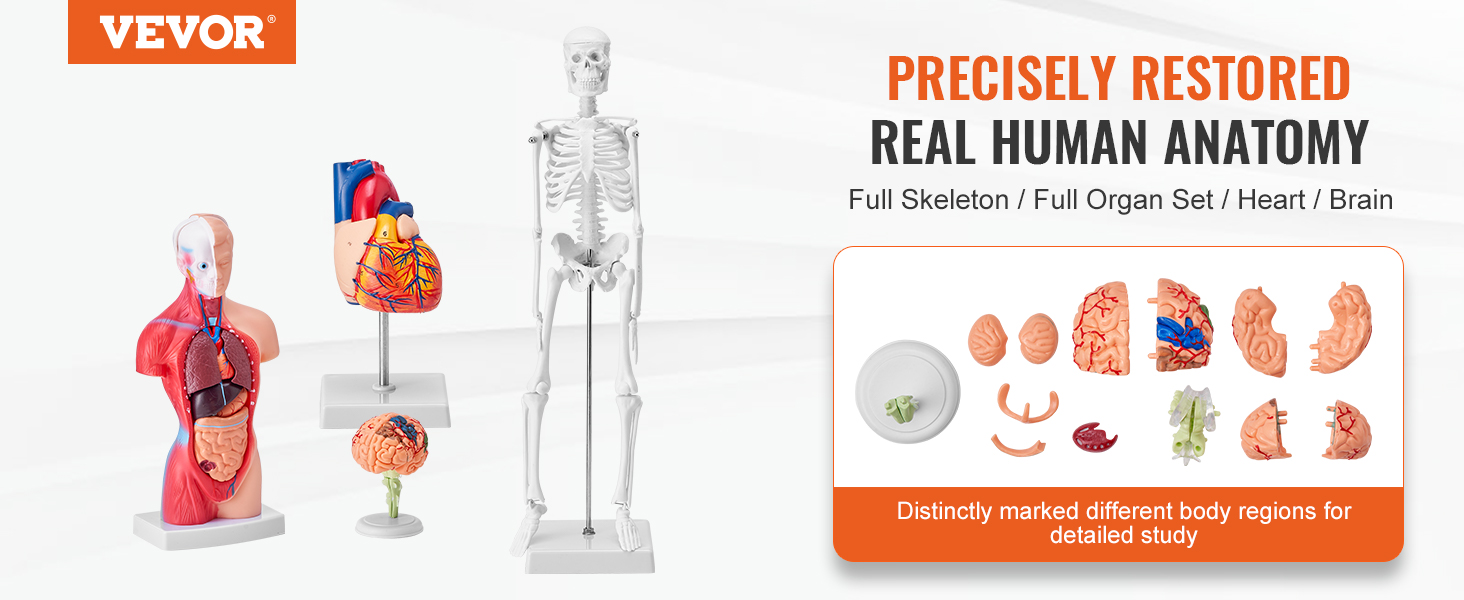 VEVOR anatomijas modeļi, pilns skelets, orgānu komplekts, sirds, smadzeņu modeļi detalizētai cilvēka anatomijas izpētei.