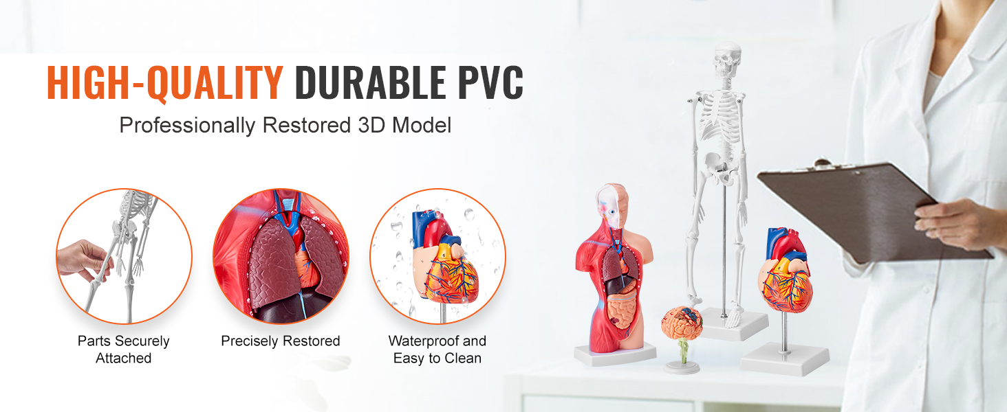 augstas kvalitātes izturīgi pvc VEVOR anatomijas modeļi, kuros attēlots skelets, sirds un smadzenes ar teksta aprakstiem.
