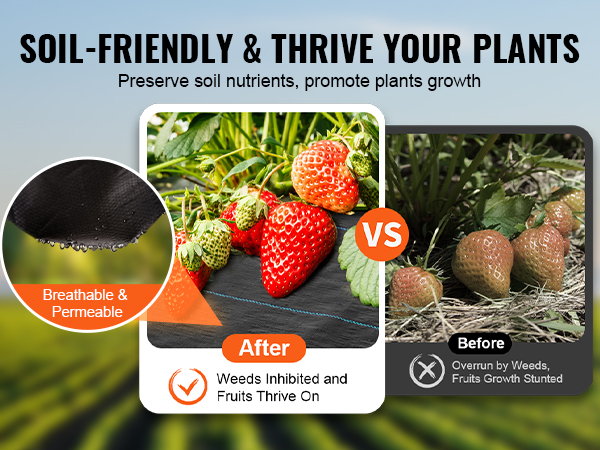 soil-friendly VEVOR weed barrier fabric, before and after comparison showing thriving strawberries.