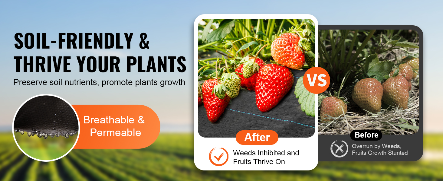 soil-friendly VEVOR weed barrier fabric, before and after comparison showing thriving strawberries.