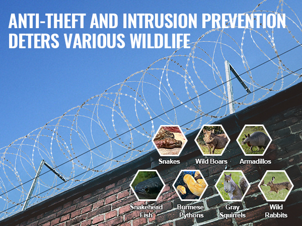 VEVOR razor wire fence over brick wall deterring wildlife like snakes, wild boars, and armadillos.