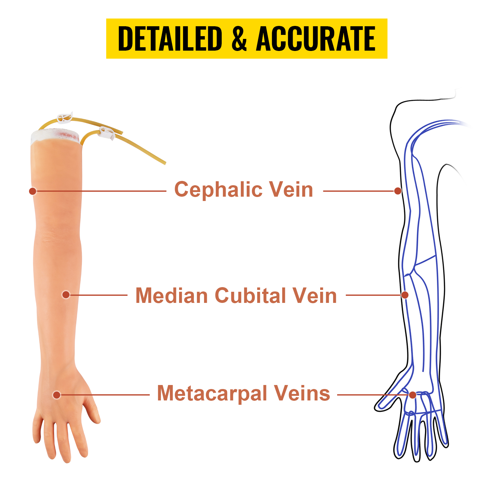 VEVOR phlebotomy practice kit arm showing cephalic, median cubital, and metacarpal veins. detailed & accurate.
