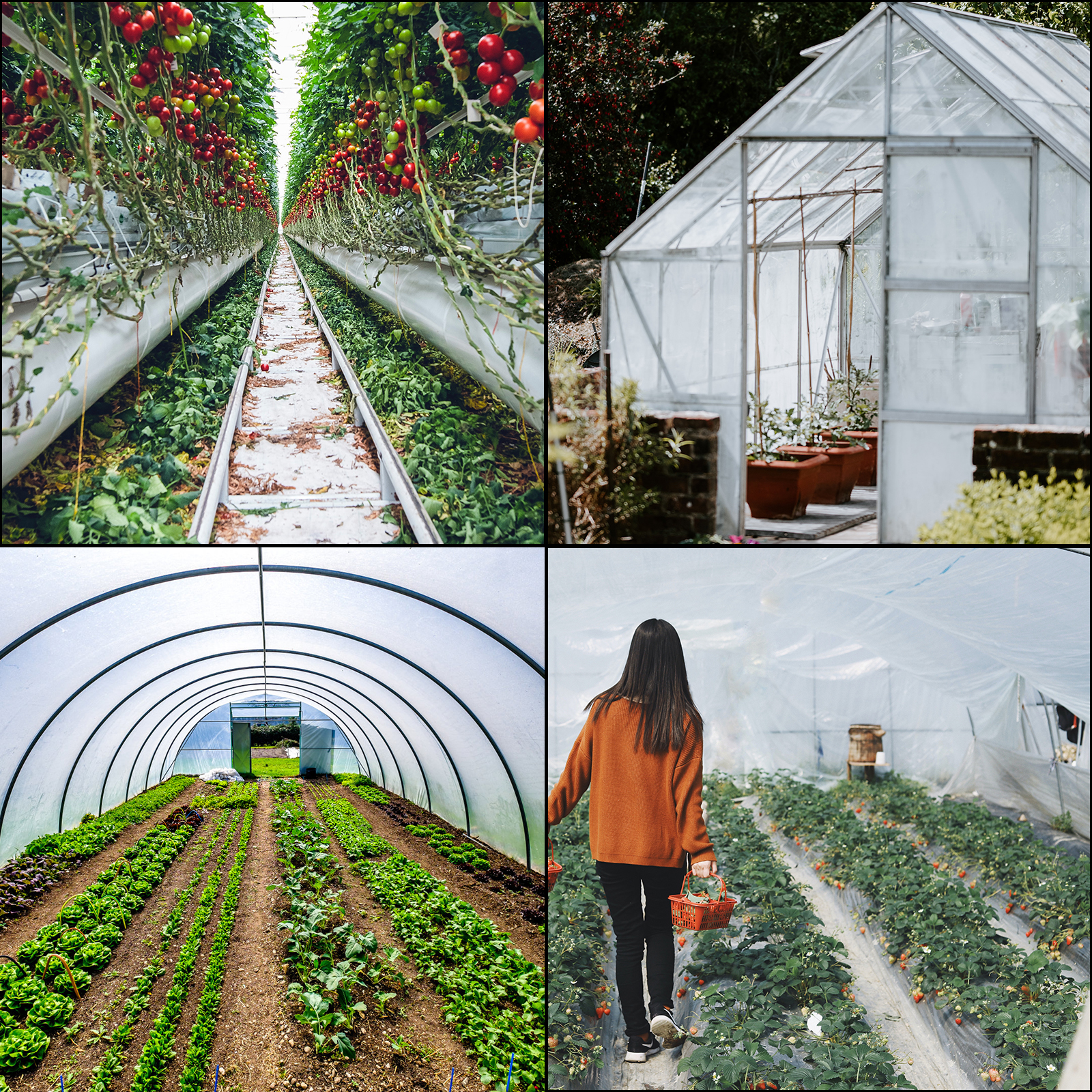 tomatoes and vegetables growing under VEVOR greenhouse film in various setups.