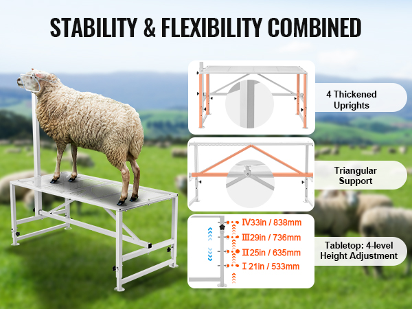sheep on a VEVOR livestock stand showcasing stability and flexibility with four-level height adjustment.