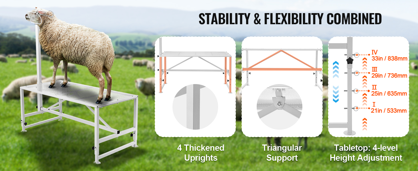 sheep on a VEVOR livestock stand showcasing stability and flexibility with four-level height adjustment.