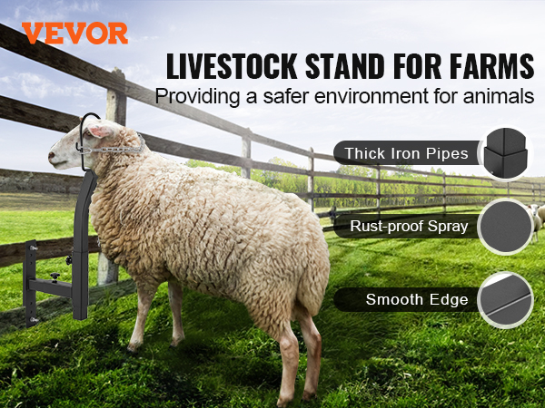 VEVOR livestock trimming stand in a farm field with sheep, highlighting thick iron pipes, rust-proof spray, and smooth edge.