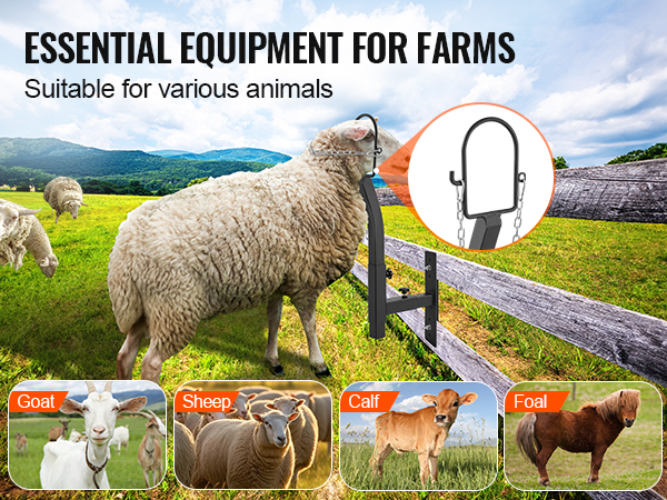 VEVOR livestock trimming stand for goats, sheep, calves, and foals in a farm setting.