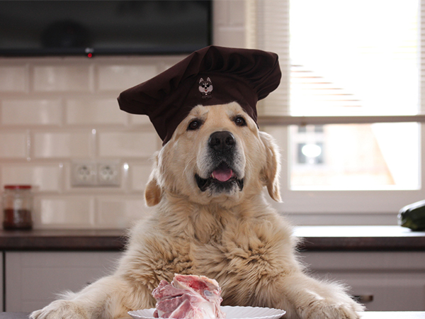 golden retriever in a chef hat in a bright kitchen. perfect for VEVOR hat heat press promotion.