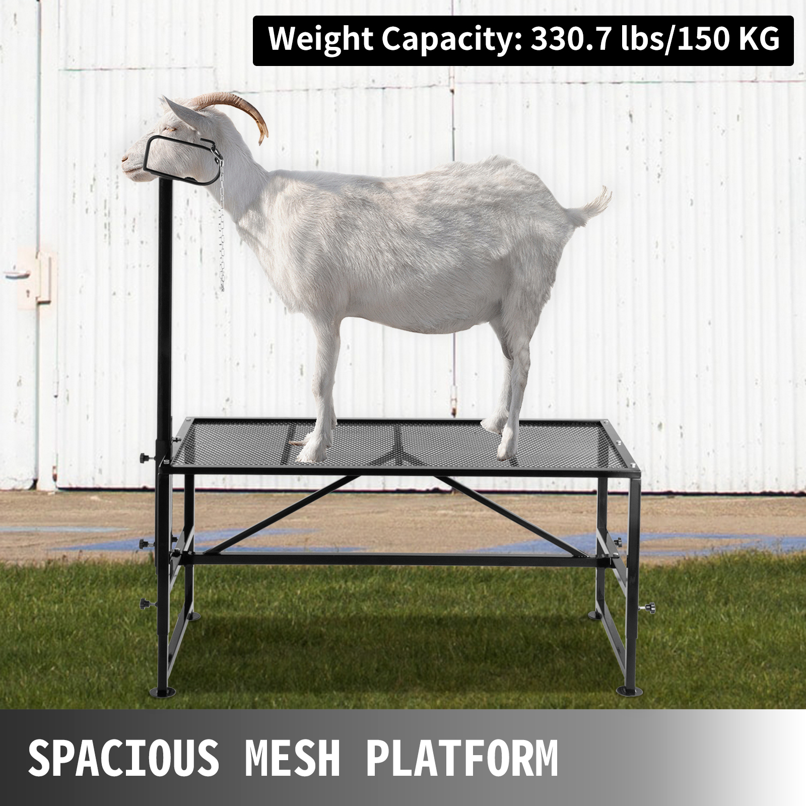 goat on VEVOR livestock trimming stand with 330.7 lbs capacity on mesh platform.