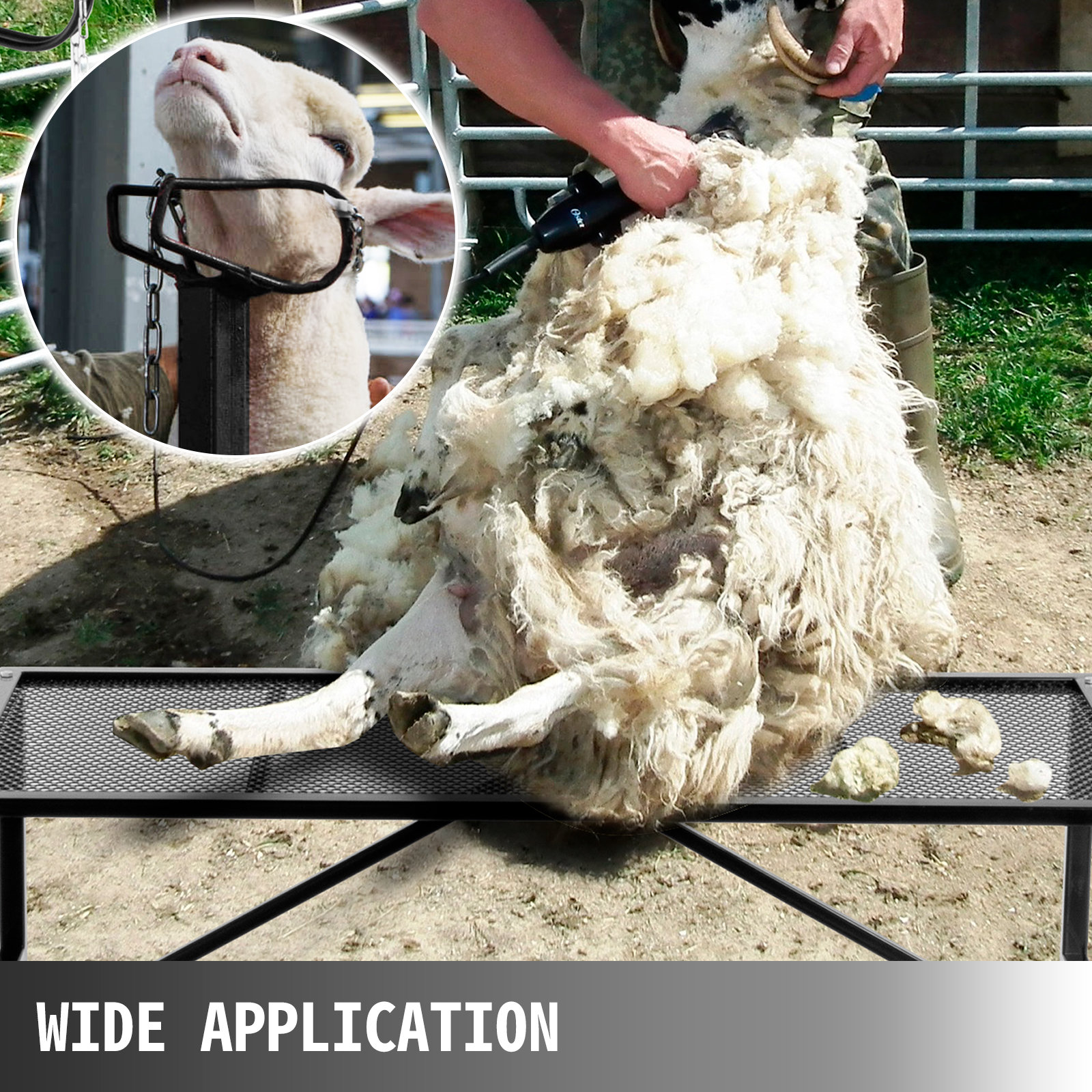 sheep shearing on VEVOR livestock trimming stand, close-up on head restraint.