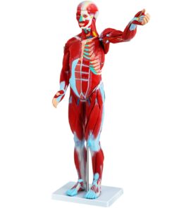 VEVOR 27-Piece Human Muscular Anatomy Model
