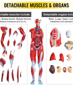 Half Life-Size (86 cm / 34 in)