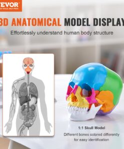 22-Part Life-Size Anatomical Skull