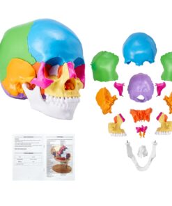 VEVOR 3D Human Skull Model