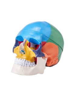 VEVOR 3D Life-Size Human Skull Anatomy Model