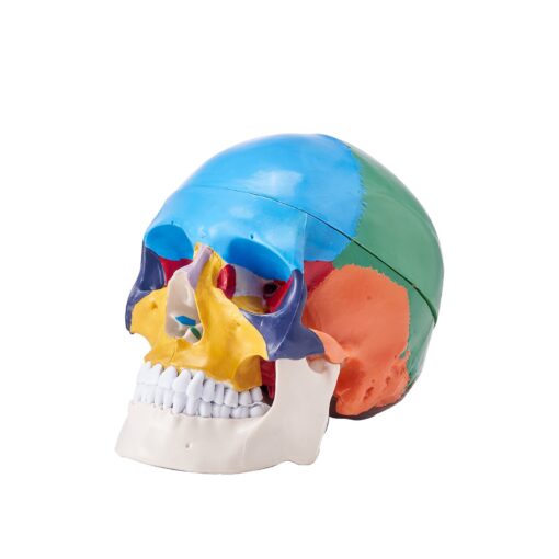 VEVOR 3D Life Size Human Skull Anatomy Model