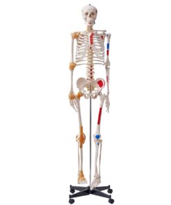 VEVOR Life-Size Human Skeleton Model for Anatomy