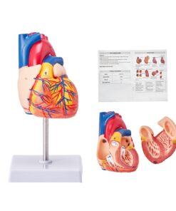VEVOR anatomiskais cilvēka sirds modelis
